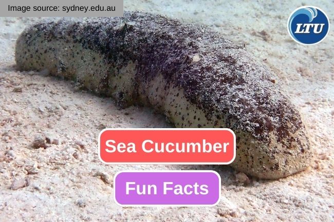 Get To Know About 10 Fun Facts of Sea Cucumbers  